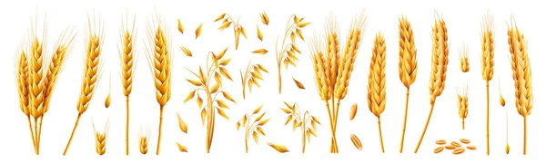 Wheat and oats spikelets, bundles and stems vector — Stockvektor