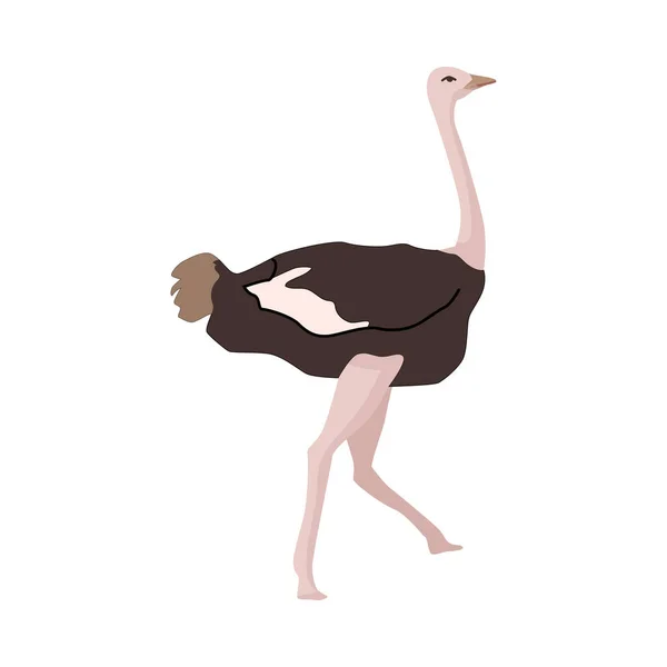 Ostrich or ratite, large flightless bird wildlife and fauna of Africa, isolated avian animal. African exotic species living in wilderness. Flat cartoon, vector illustration