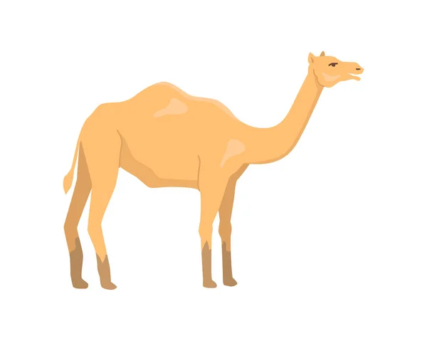Camello Naturaleza Africana Fauna Animal Aislado Con Jorobas Espalda Ganadería — Archivo Imágenes Vectoriales