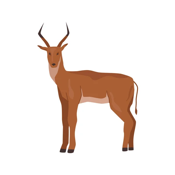 鹿角或鹿角 孤立的羚羊与大鹿角 非洲自然和动物多样性 来自动物园或野生动物公园的角猪食草动物 平面漫画 矢量图解 — 图库矢量图片