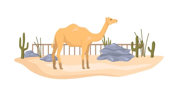 Camello Parque Reserva Natural África Jardín Zoológico Bioreserve Menagerie Con — Vector de stock