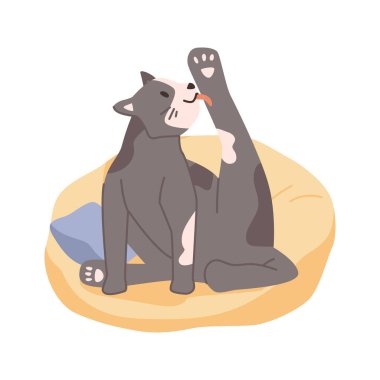 Kedi hayatı ve alışkanlıklar, yalıtılmış kedi yavrusu yumuşak yastığa oturmuş bacağını yalıyor. Sıradan bir evcil hayvan, kedi gibi bir hayvan, kürklü bir memeli. Düz biçimli vektör