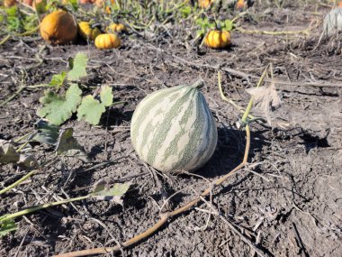 Balkabağı tarlasında yeşil bir kabak