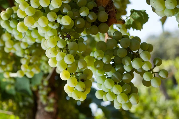 Uvas en viñedo —  Fotos de Stock
