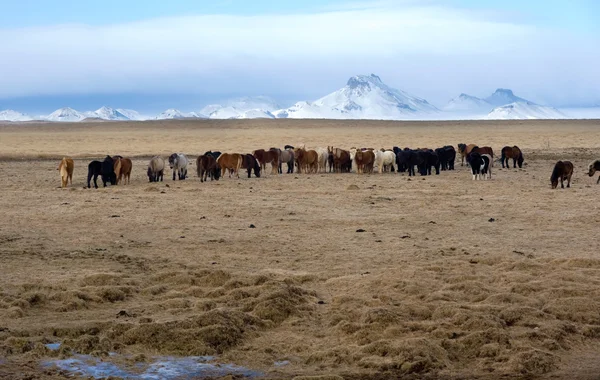 Icelandic Horses — Stock Photo, Image