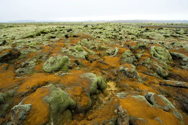 Moss on rocks — Stock Photo, Image