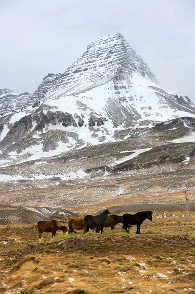 Icelandic Horses — Stock Photo, Image