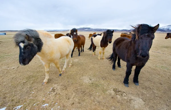 Icelandic Horses — Stock Photo, Image