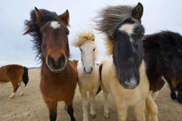 Icelandic Horses — Stock Photo, Image
