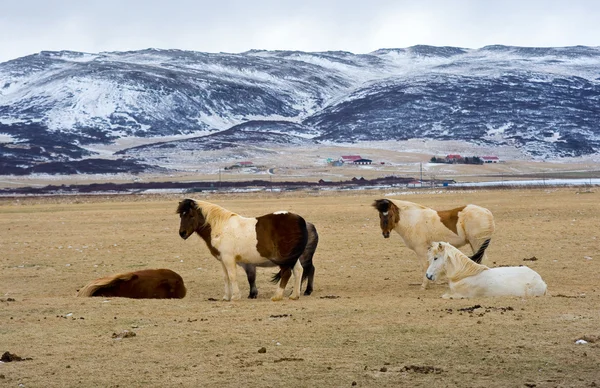 Icelandic Horses — Stock Photo, Image