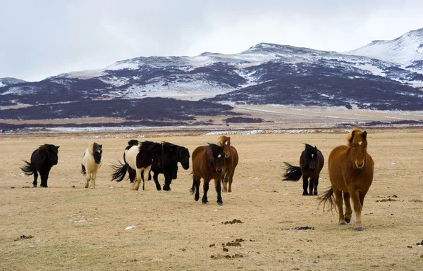 Icelandic Horses — Stock Photo, Image