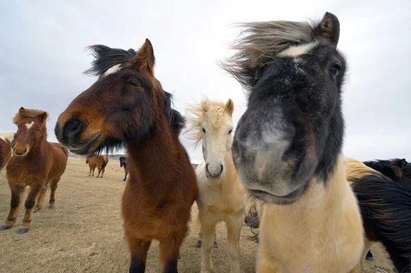 İzlandalı atlar — Stok fotoğraf