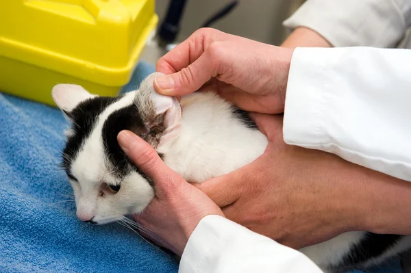 Gatto che ha un assegno — Foto Stock