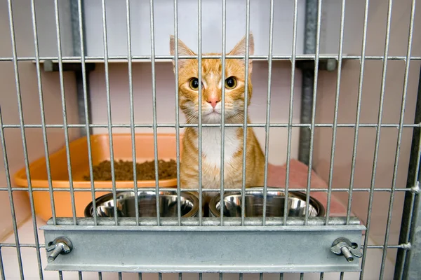 Animal shelter — Stock Photo, Image