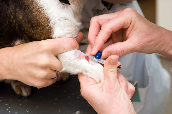 Injectie voor hond — Stockfoto