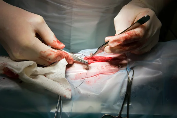 Sterilizing a dog — Stock Photo, Image