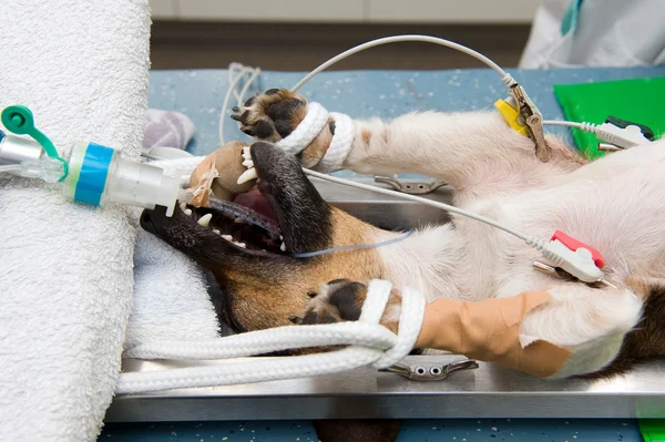 Esterilizar um cão — Fotografia de Stock