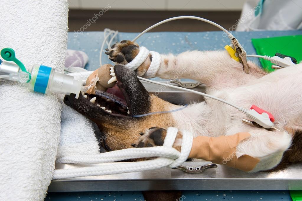 Sterilizing a dog