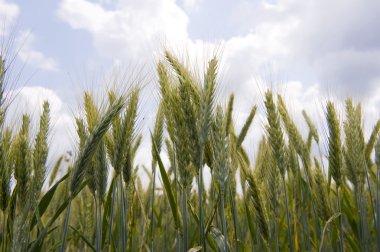 buğday mısır tarlası Tarih