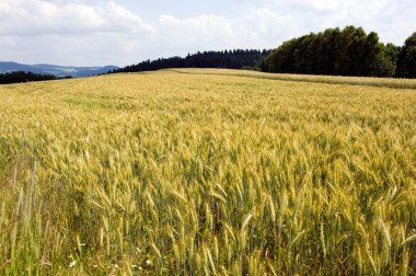 buğday mısır tarlası Tarih