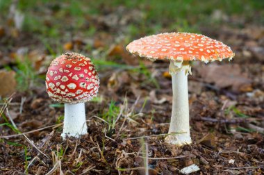Two amanita muscaria mushrooms clipart