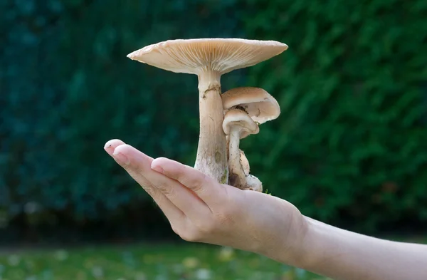 Cogumelo na mão — Fotografia de Stock