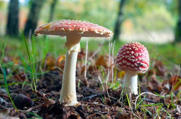 Dois cogumelos amanita muscaria — Fotografia de Stock