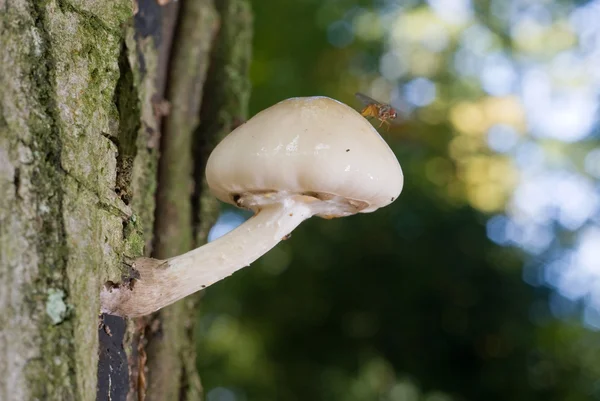 Cogumelo branco na árvore — Fotografia de Stock