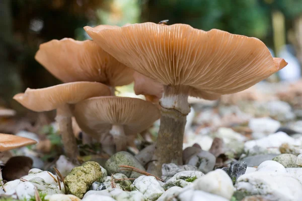 Cogumelos entre pedras — Fotografia de Stock