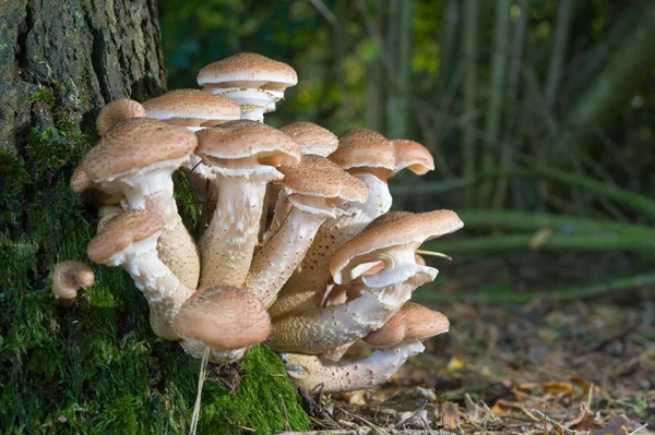 Cogumelos em uma árvore — Fotografia de Stock
