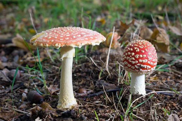 Dois cogumelos amanita muscaria — Fotografia de Stock