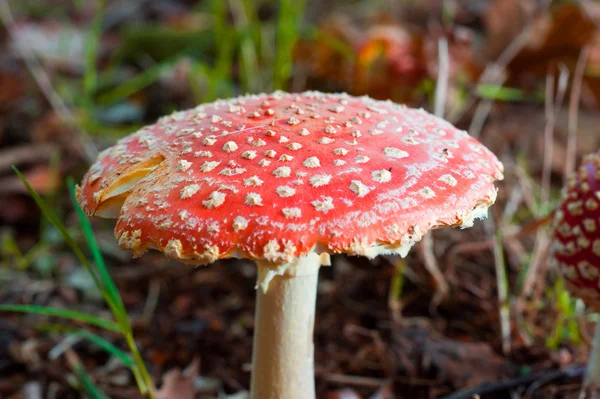 O topo de um cogumelo amanita muscaria — Fotografia de Stock