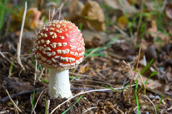 Um cogumelo amanita muscaria — Fotografia de Stock