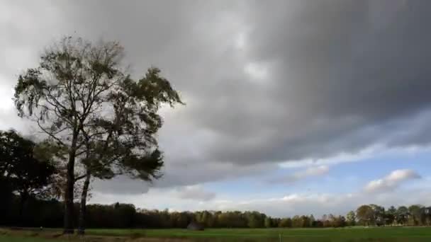 Time laps of tree in storm — Stock Video
