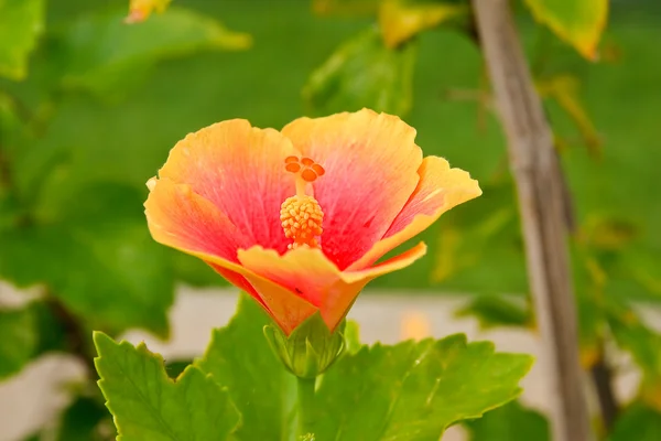 Hibiscus blommor. — Stockfoto