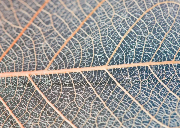 Een transparant blad. — Stockfoto