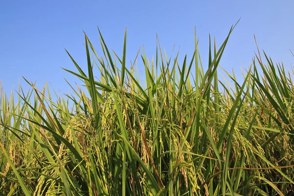 Orelha de arroz — Fotografia de Stock