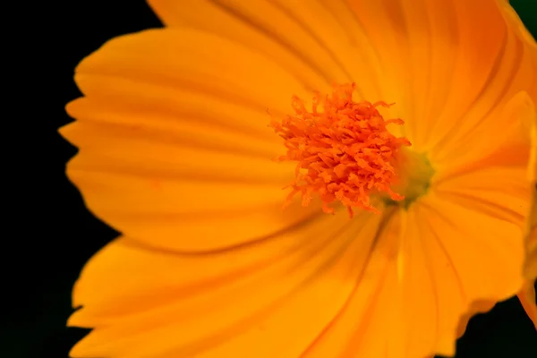 Flor amarilla Cosmos —  Fotos de Stock