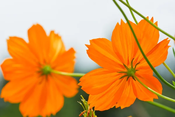 Yellow Cosmos flower — Stock Photo, Image