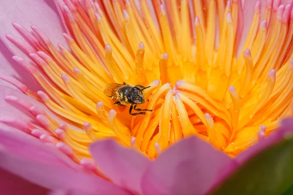 Pink lotus in thailand — Stock Photo, Image