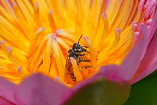 Loto rosa en Tailandia — Foto de Stock