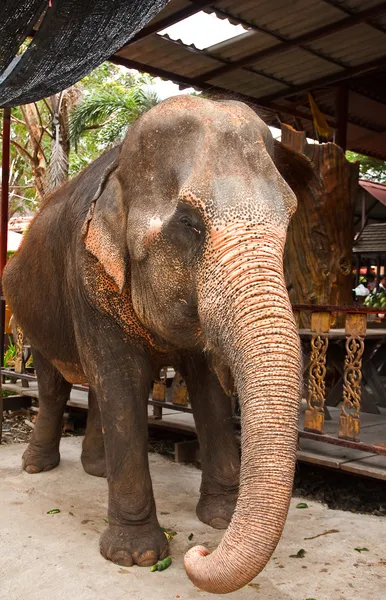 Elefant in Thailand — Stockfoto