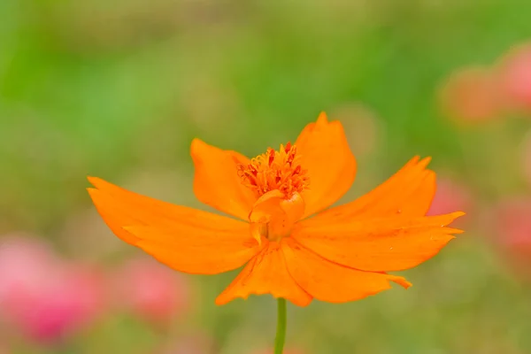 Gul kosmos blomma — Stockfoto