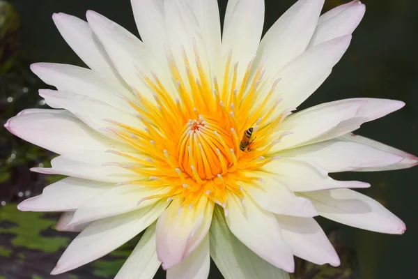 Lotus macro-opnamen. — Stockfoto