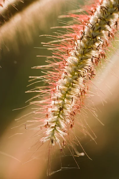 草原晚上. — Stock fotografie