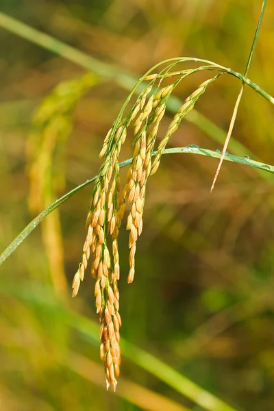 Campos de arroz com terraço no norte da Tailândia — Fotografia de Stock