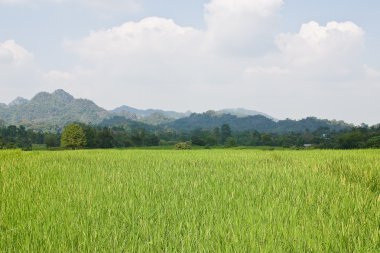 Teraslı pirinç tarlaları Kuzey Tayland