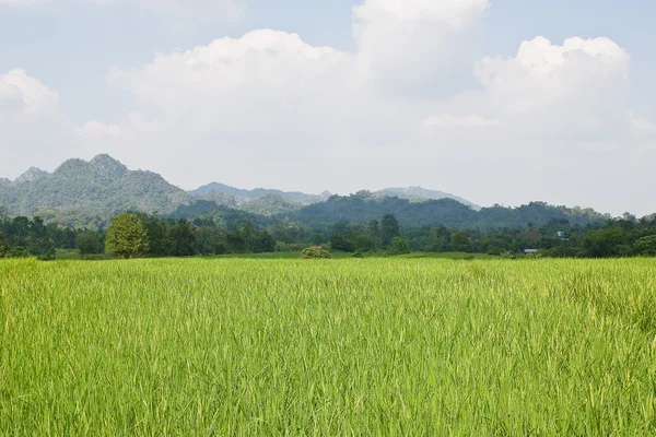 Terrasserade risfält i norra thailand — Stockfoto