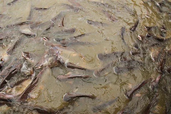 Muchos peces en el estanque . —  Fotos de Stock