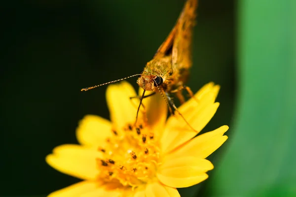 Farfalla in Thailandia — Foto Stock